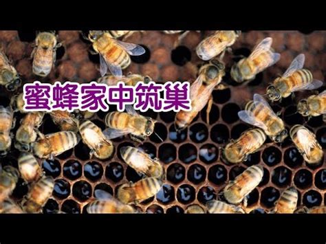 蜜蜂 築巢 風水|【蜜蜂築巢風水】蜜蜂築巢風水招財旺宅？揭密風生水。